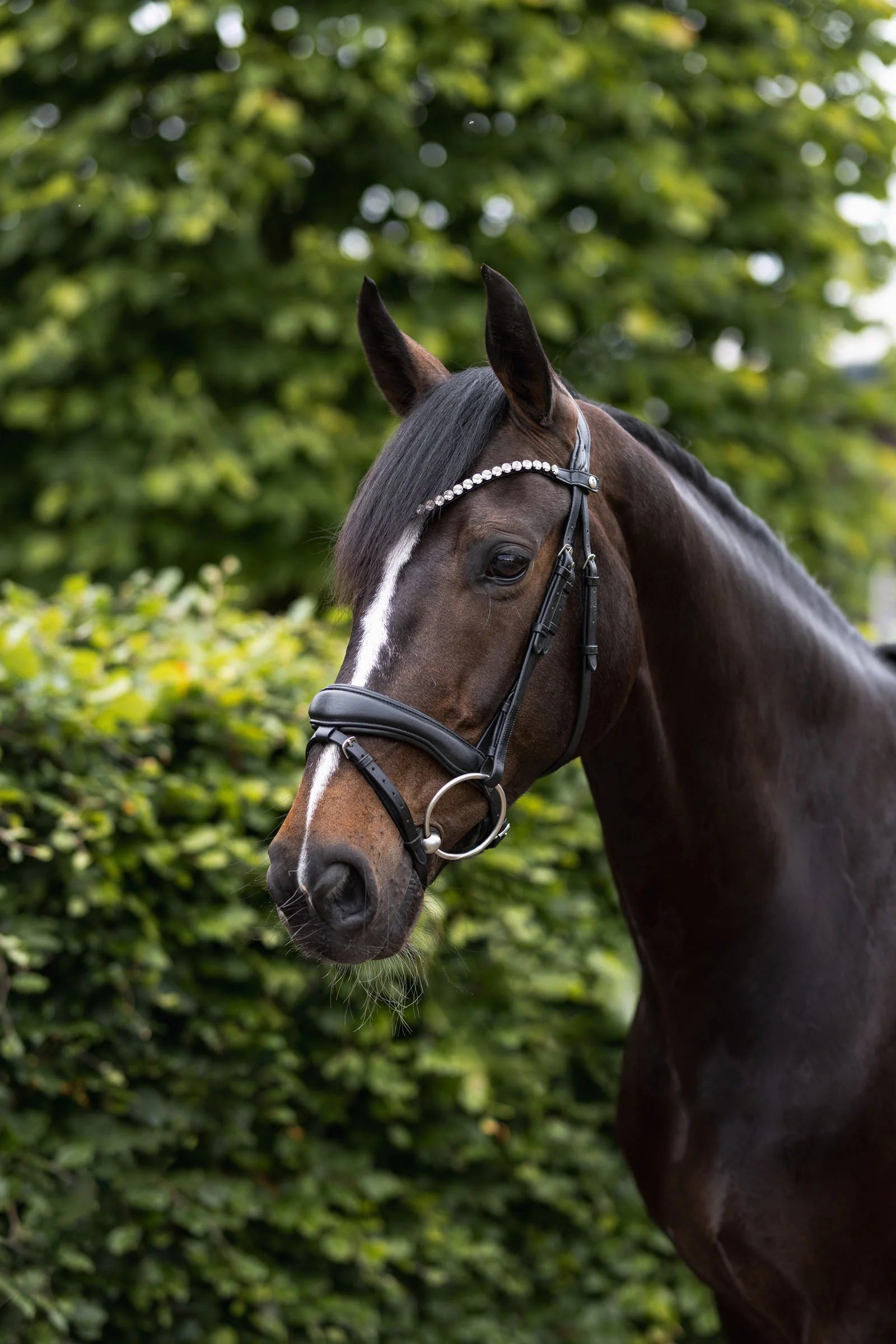 Horze Somerset Anatomic Bridle