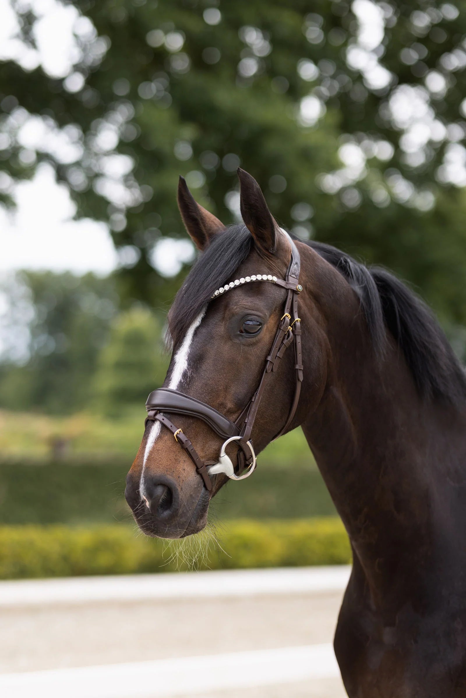 Horze Somerset Anatomic Bridle
