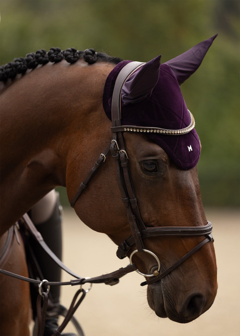Maximilian Velvet Ear Bonnet (Amethyst) on horse