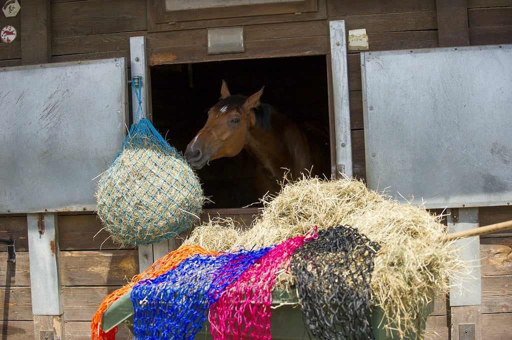 HIPPOTONIC siena maiss