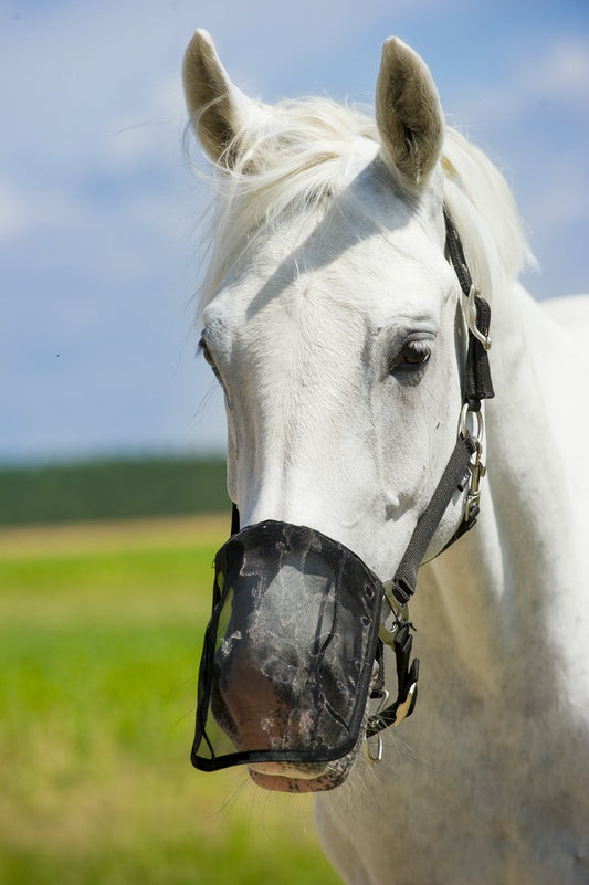 NORTON FLY MUZZLE