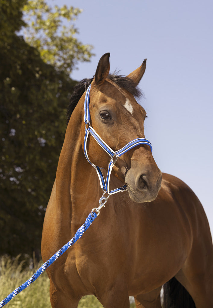 EQUITHÈME "LIGNE" leash 2m