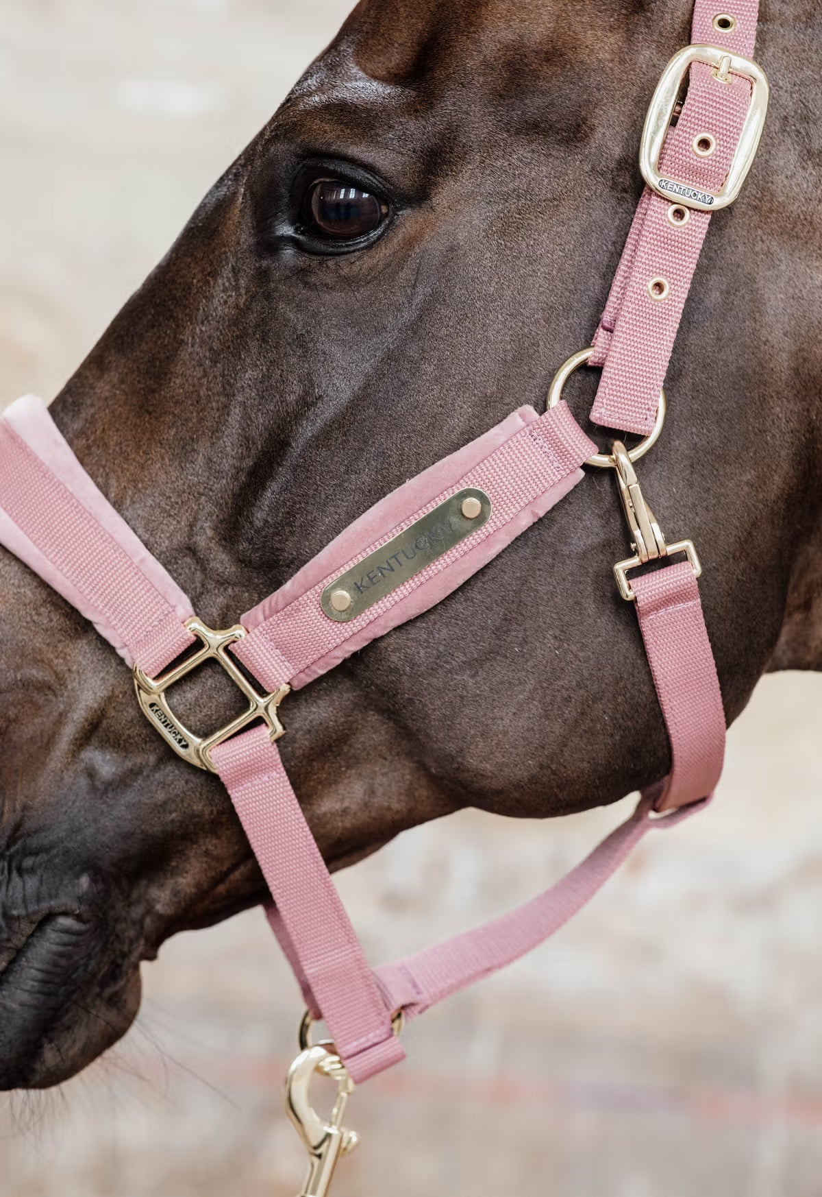 Kentucky Velvet Halter (Old Rose)