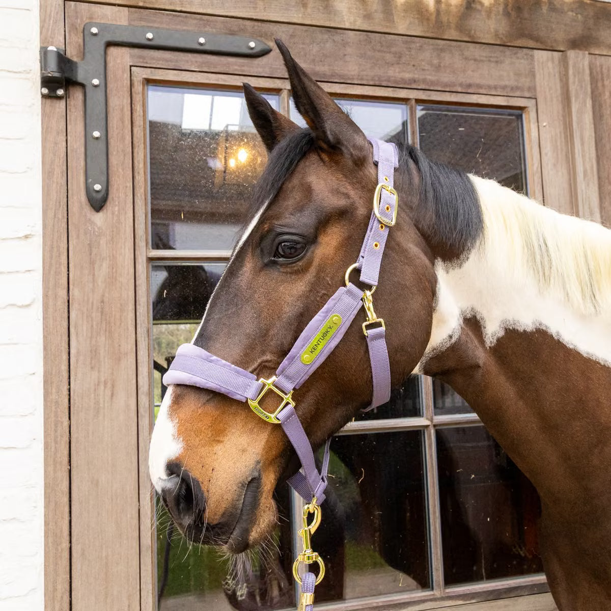 Kentucky Velvet Halter (Purple)