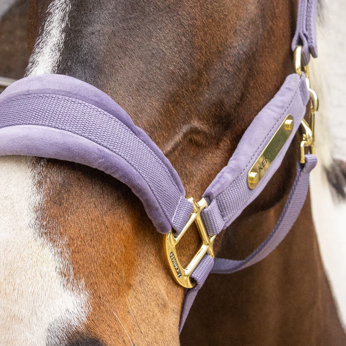 Kentucky Velvet Halter (Purple)