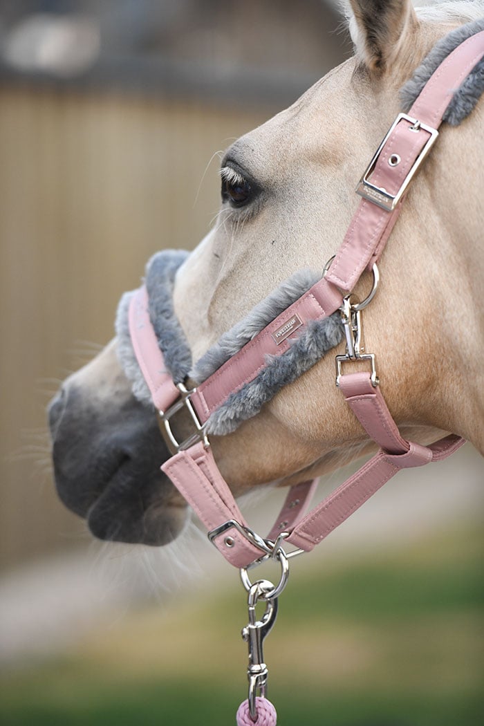 Fur Halter & Lead Rope Pink