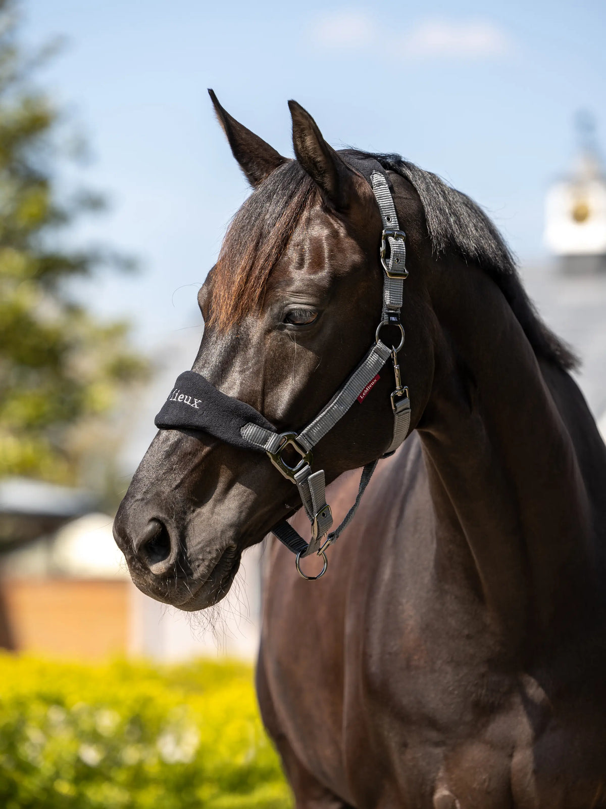 LeMieux Vogue Headcollar & Leadrope Black