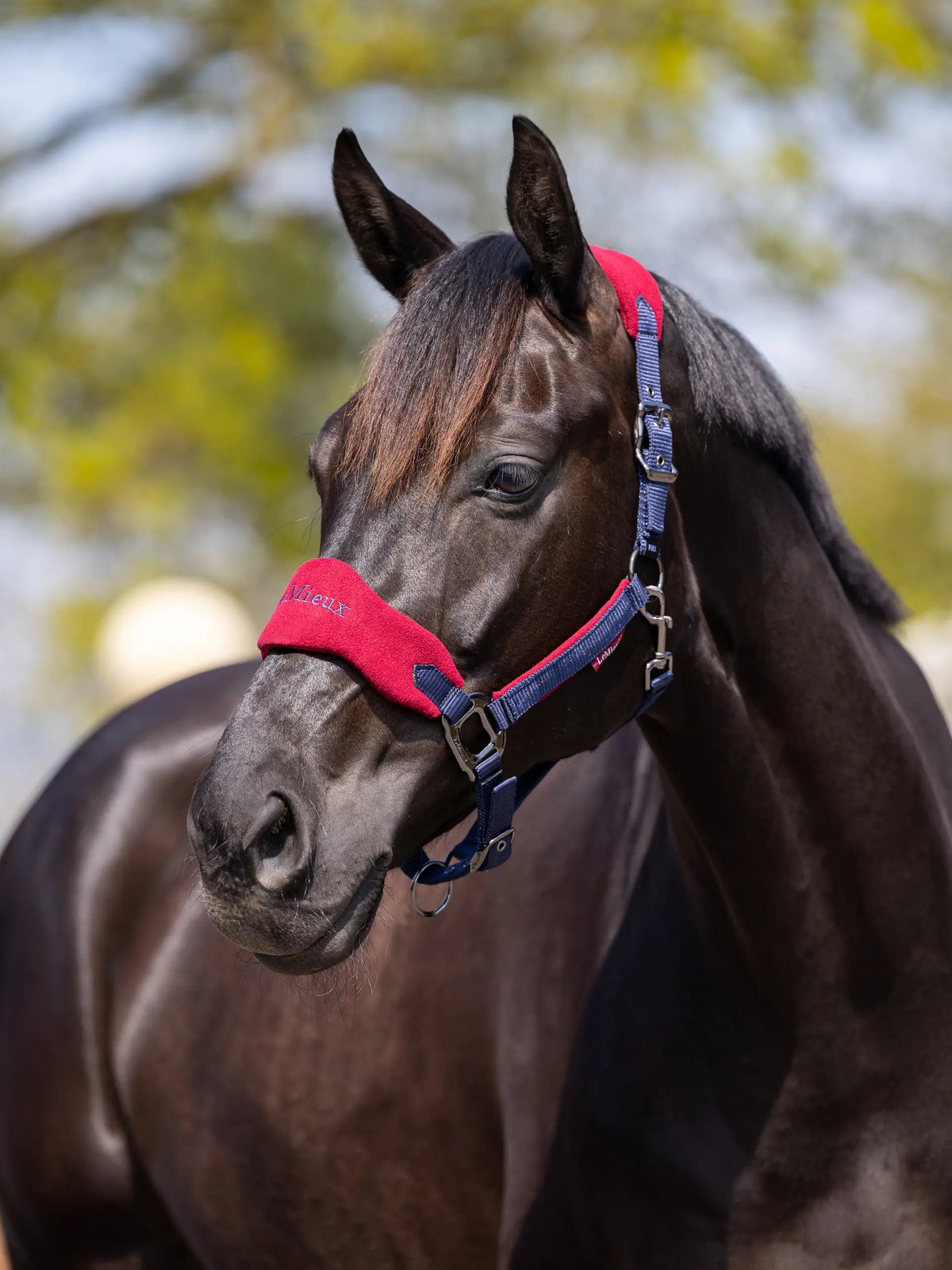 Vogue Headcollar & Leadrope Burgundy