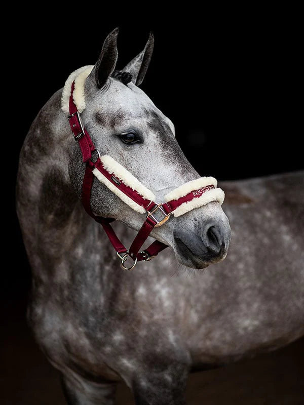 Fur halter & lead rope Bordeaux Cob